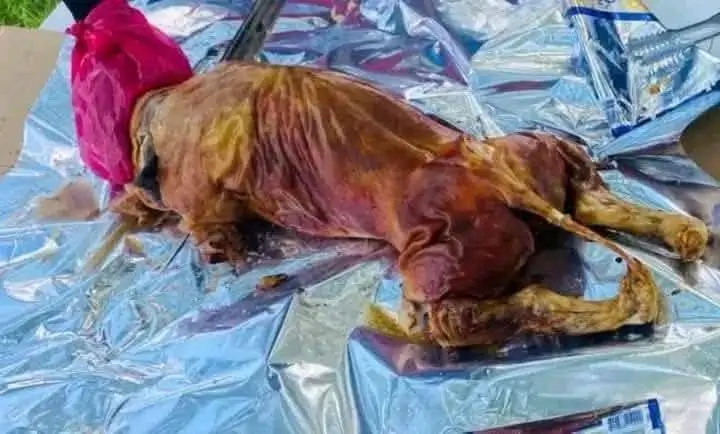 lechon